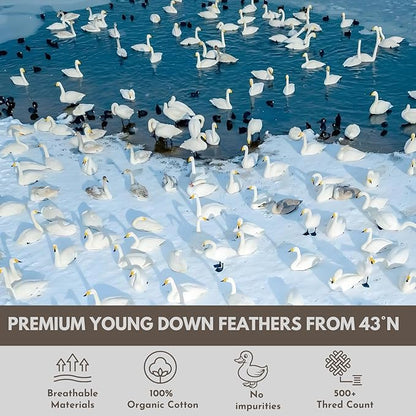 Down Feathers Pillows Standard Size Set of 2- Hotel Collection Bed Pillows | Feather-Proof 1000+ Clean | Naturally Resilient Pure | Pillows for Side, Back & Stomach Sleepers, 20"x36" 2 Pack
