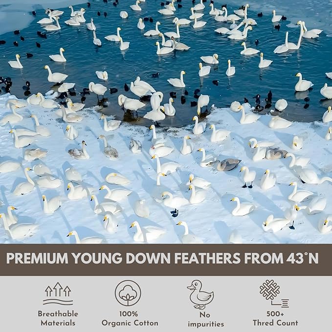 Down Feathers Pillows Standard Size Set of 2- Hotel Collection Bed Pillows | Feather-Proof 1000+ Clean | Naturally Resilient Pure | Pillows for Side, Back & Stomach Sleepers, 20"x26" 2 Pack