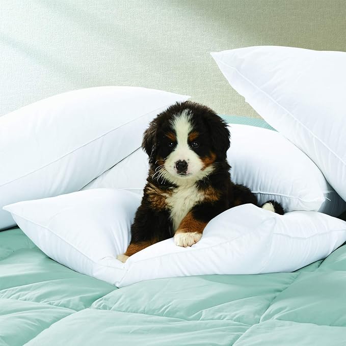 Cuddledown Dreamstead 700 Fill Power Pillow | European White Goose Down | 100% Cotton Shell, Sateen Weave | Hypoallergenic | Handcrafted | Oeko-TEX & RDS Certified | 20" x 26" | Standard | Medium