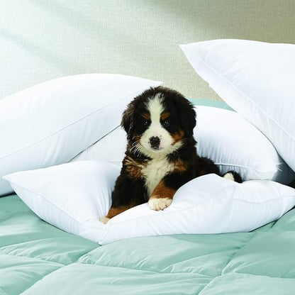 Cuddledown Dreamstead 700 Fill Power Pillow | European White Goose Down | 100% Cotton Shell, Sateen Weave | Hypoallergenic | Handcrafted | Oeko-TEX & RDS Certified | 20" x 26" | Standard | Medium